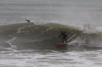 Surf BlackWings 7'8 FLYING MACHINE HC 